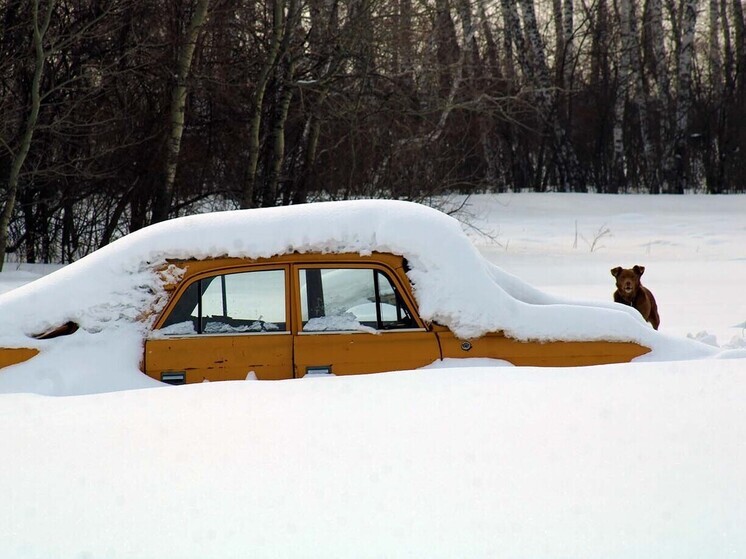 Более 3 млн рублей штрафов за парковку на газонах заплатили омичи