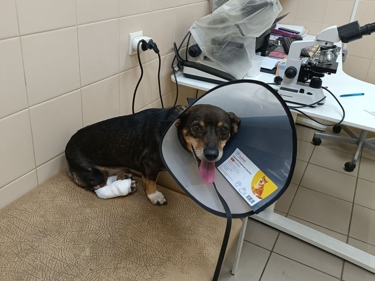 Парализованному псу из Ростовской области установили титановый диск в лапку
