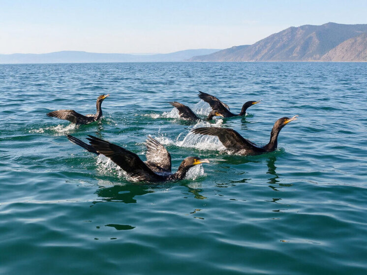 В Бурятии не утихают споры о главном враге байкальского омуля: браконьеры против бакланов