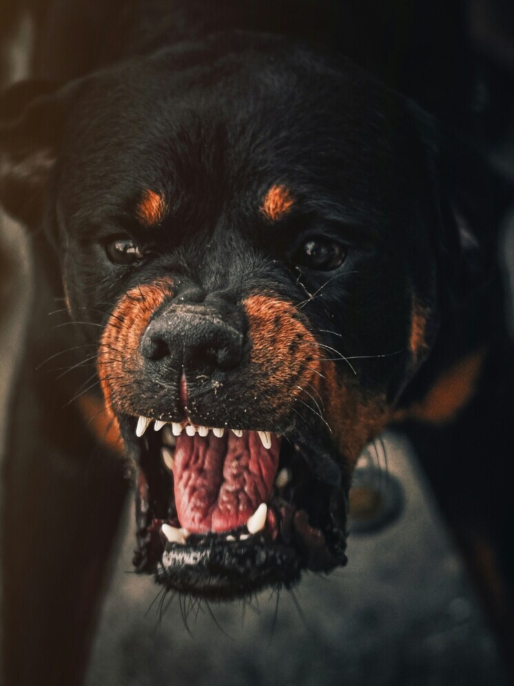 В Улан-Удэ проведут рейд по собакам в микрорайонах Зеленхоз и Солнечный