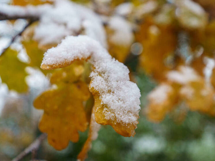 Ноябрь теплее нормы на один градус прогнозируют синоптики в Татарстане
