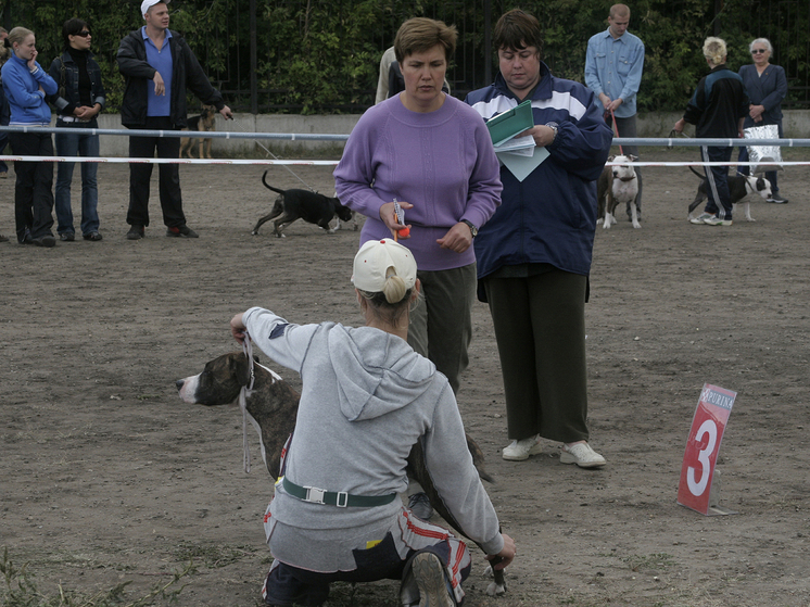 Для собаководов могут ввести обязательное обучение перед покупкой питомца