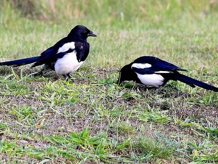 Завтра в Калмыкии нужно покормить сорок