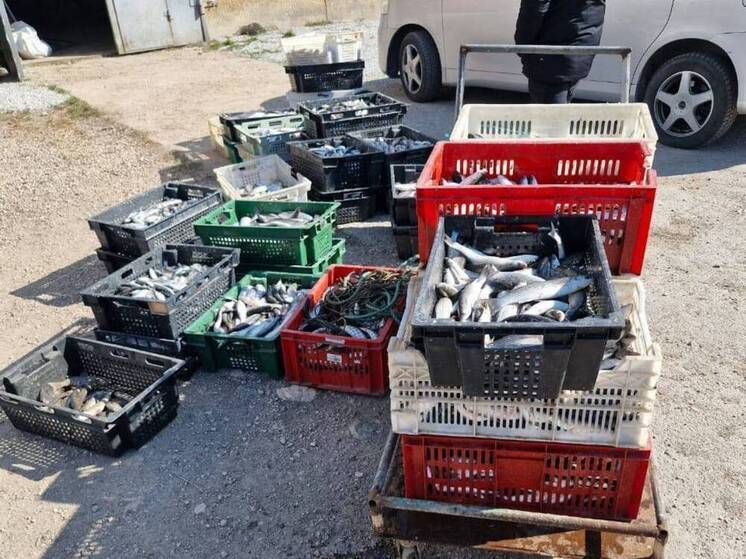 В Севастополе четверо мужчин пойдут под суд за незаконный вылов 10 тысяч кефалей