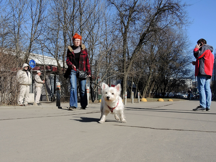 Онлайн-регистрацию домашних животных запустили в Подмосковье