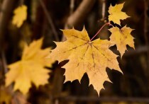 Серое ноябрьское небо за окном, дождь и слякоть – не повод грустить. Если за окном недостаточно теплого света, день короткий, а погода переменчивая, самое время создать дома атмосферу уюта и спокойствия.