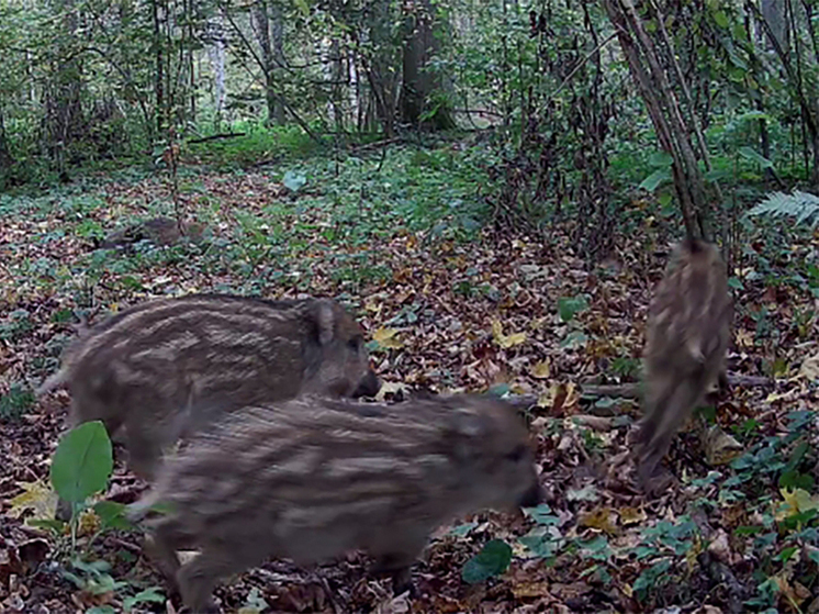 Перед калужанами промчались невероятно милые кабанчики