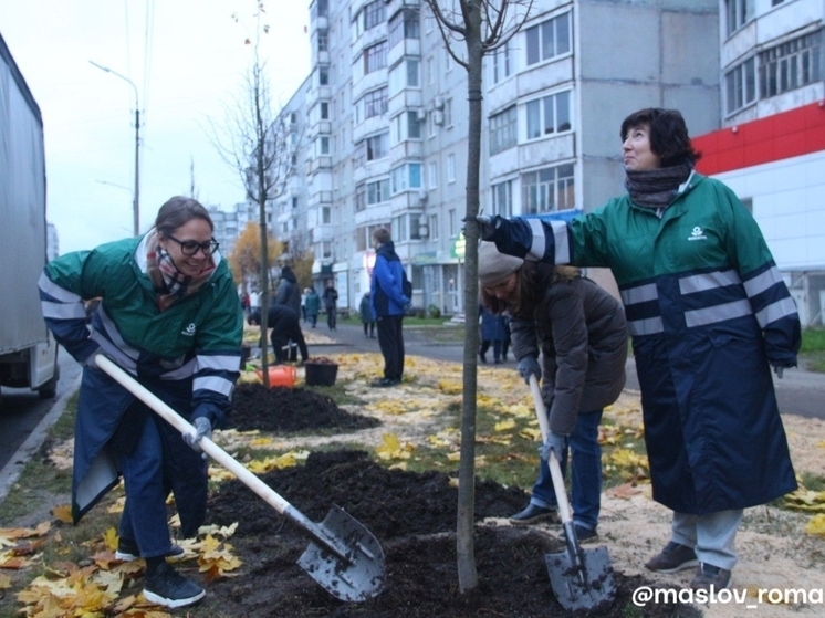 Озеленение улицы Наседкина в Череповце началось в рамках проекта компании «ФосАгро»