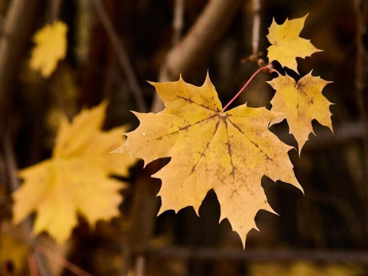 Как создать уют дома, когда за окном серо: советы для пензенцев