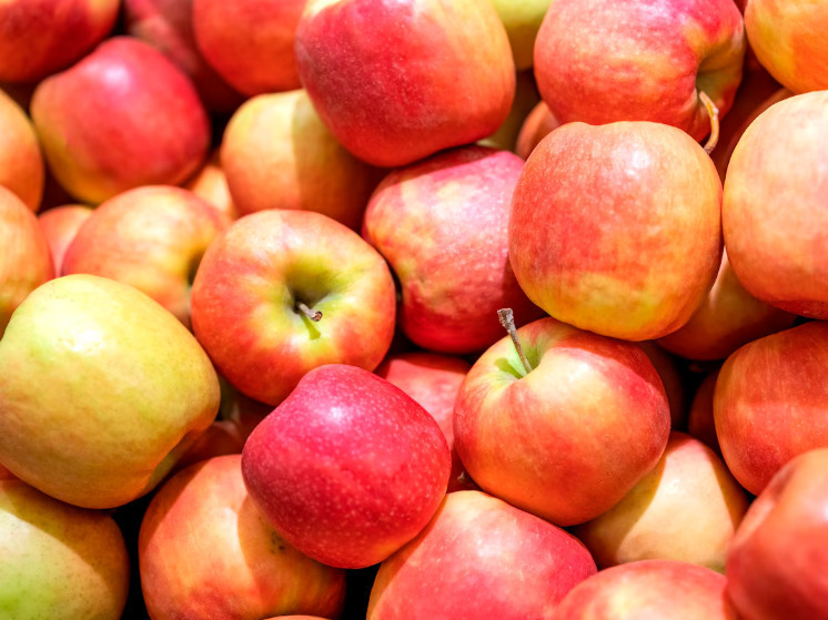 В Брянском саду рекордный урожай яблок