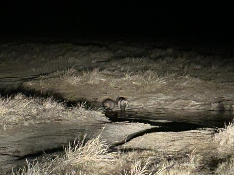 Двух енотовидных собак сфотографировали егеря в заповеднике Забайкалья