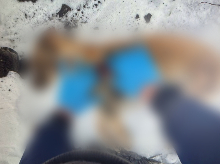 Условный срок за жестокость: новосибирец осужден за убийство собаки