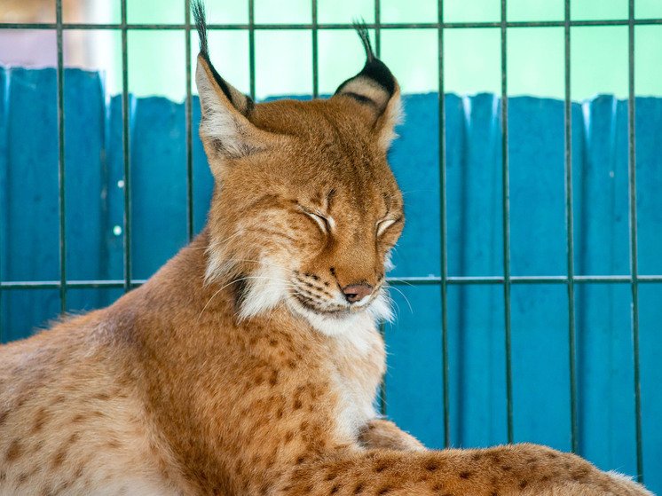 В промзоне Челябинска заметили рысь