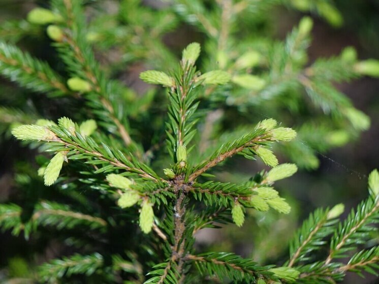 Ленобласть отправит 700 тысяч саженцев для восстановления лесов Донбасса