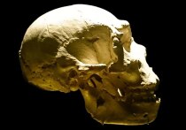 Новое исследование предполагает, что вымирание неандертальцев могло быть вызвано не экологическими катастрофами или войнами с людьми, а всего лишь одним геном