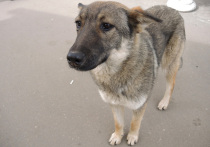 Система ОСВВ (отлов – стерилизация – вакцинация – выпуск в природную среду обитания), которая сейчас используется в России как основной способ борьбы с бродячими собаками, была придумана для слаборазвитых стран, где на улицах живут полудикие псы