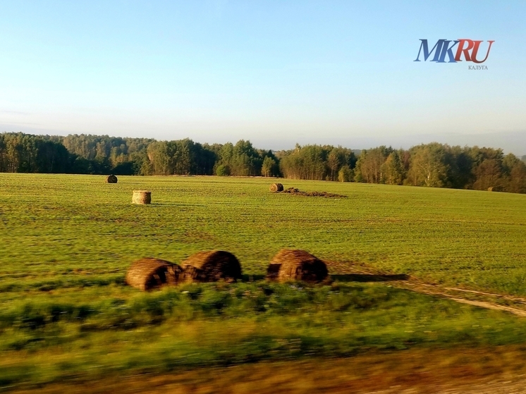 В Калужской области собрали рекордный урожай кукурузы