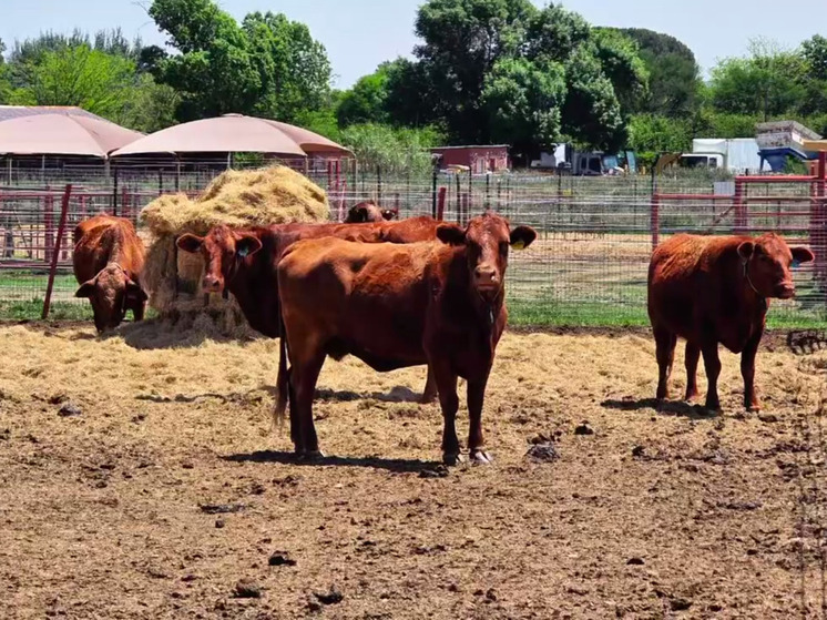 Калмыцкий вуз будет сотрудничать с южноафриканской компанией
