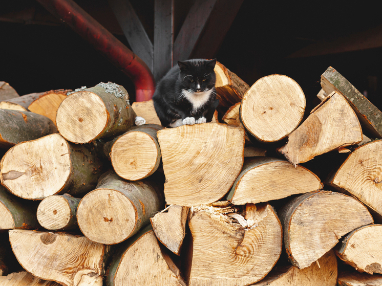 Почти 5 тысяч тамбовских семей получили компенсацию за дрова и уголь