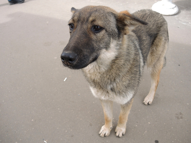 Эксперт Гаврилин: Стерилизация бродячих собак в России превратилась в отмывание денег