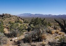 В пустыне недалеко от Лас-Вегаса (США) обнаружено более 300 куч кремированных человеческих останков