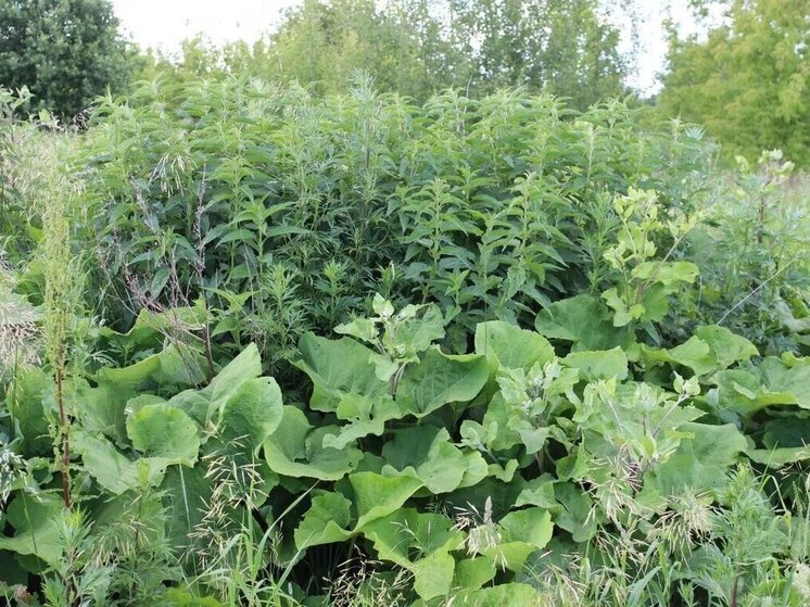 Карельский фермер оштрафован за ненадлежащий уход за землей