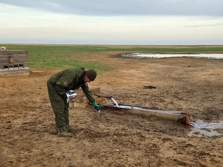 В Калмыкии началась вакцинация против бешенства диких животных