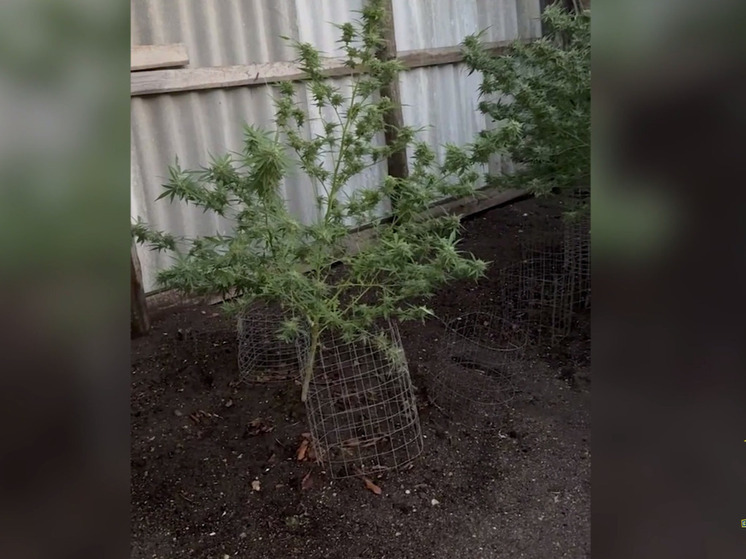 В Симферополе под суд пойдет пенсионер, хранивший 21 килограмм марихуаны