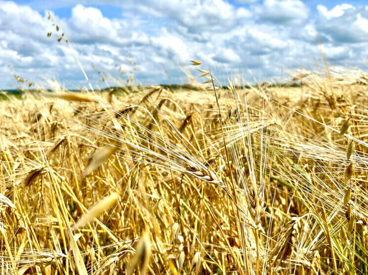 Пять миллионов тонн в третий раз: тамбовские аграрии подтвердили статус хлебной житницы России