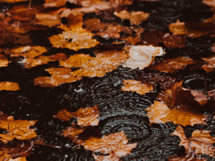 1 ноября в Брянской области ожидаются небольшие дожди