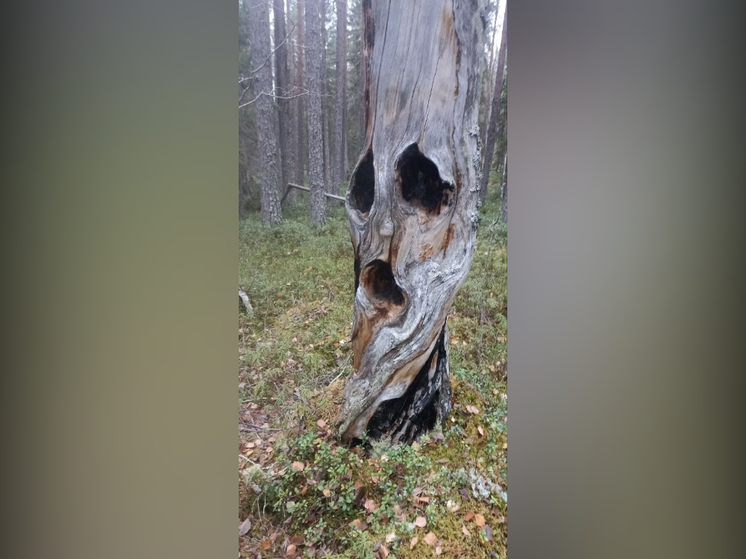 Фотоподборкой монструозной флоры поделились карельские лесорубы в Хэллоуин