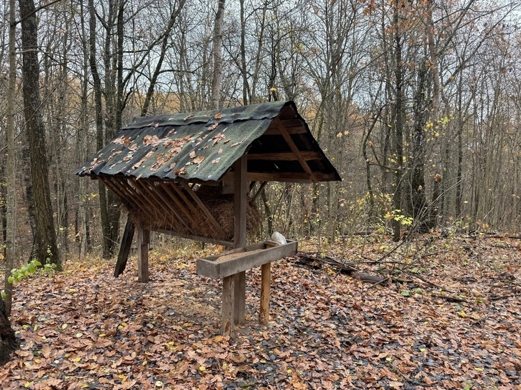 В Курской области выявили очередные случаи незаконной охоты