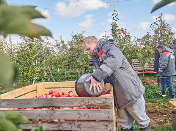 От яблок к ягодам: брянский сад готовит революцию в агробизнесе