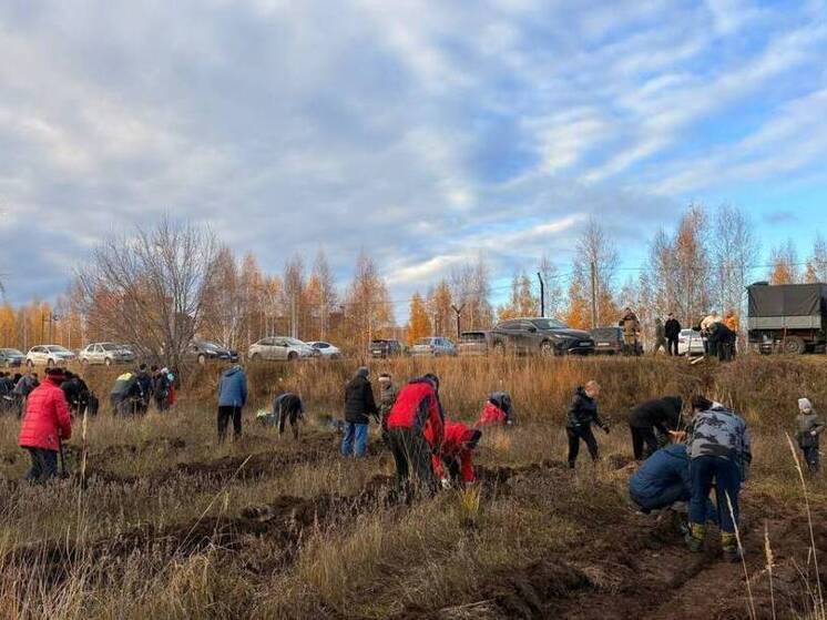 Жители пригородного района Казани высадили 3 тысячи елей