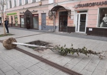 На новые зелёные насаждения взамен съеденных златкой ясеней в Саратове тратятся миллионы рублей