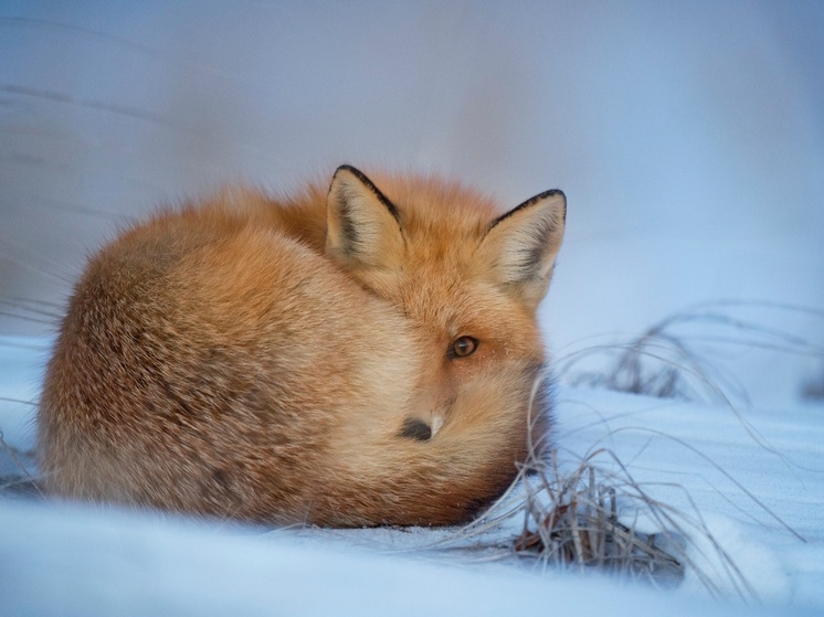 В Экоцентре НАО собираются отметить День лисы