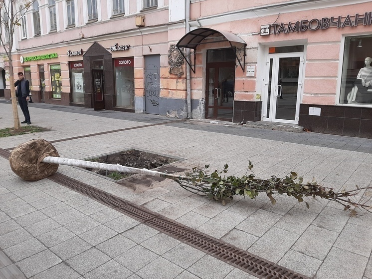 Учёный пояснила, почему в Саратове не приживаются деревья