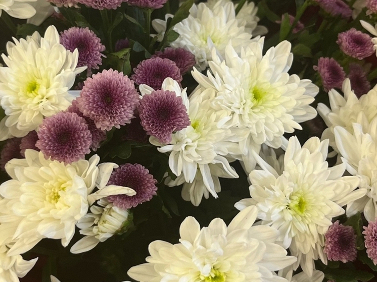 Орловчанку оштрафовали на тысячу рублей за кражу хризантем из горпарка