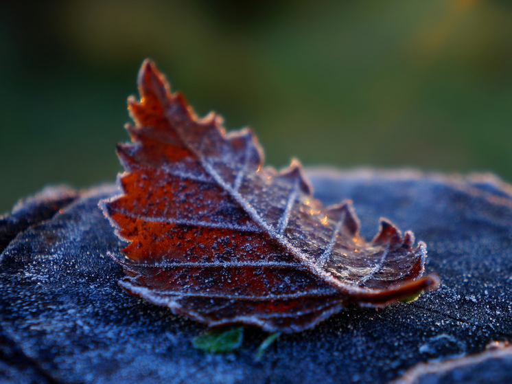 Студенты приняли участие в съемке фильма об острове в НАО