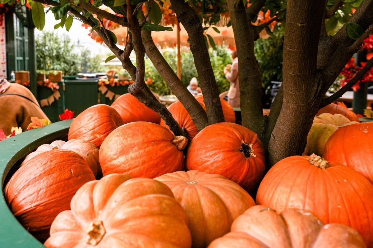 Россиянам понравился «тыквенный» iPhone