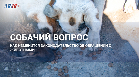 «Собака едет домой за 2 минуты»: Как чип за 100 рублей решает проблему бездомных животных