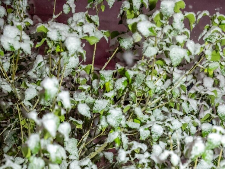 Мокрый снег ожидается в  первый день ноября на Южном Урале