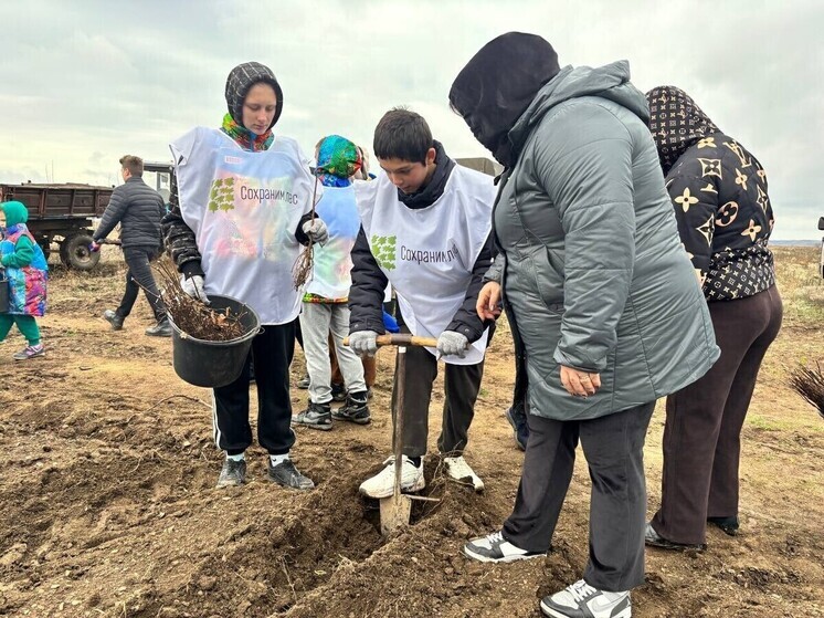 Десятки тысяч акаций высадили в регионе в рамках акции «Сохраним лес»