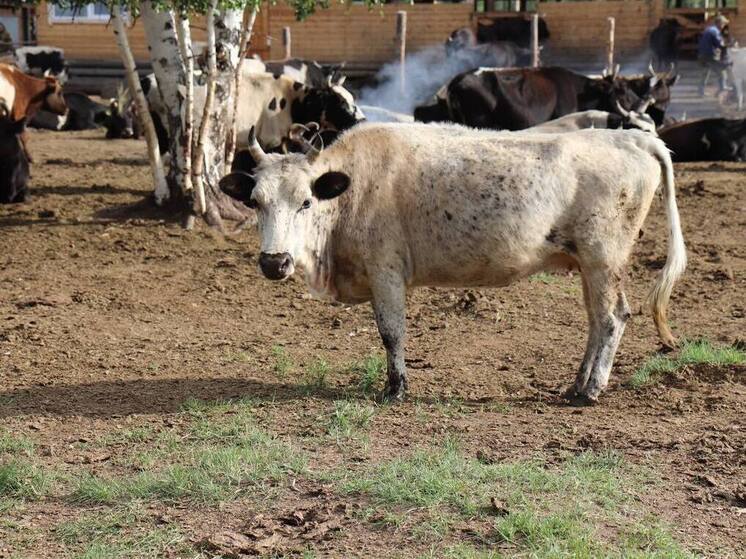 В Якутии ветеринары осмотрели более 20 тысяч голов крупного рогатого скота