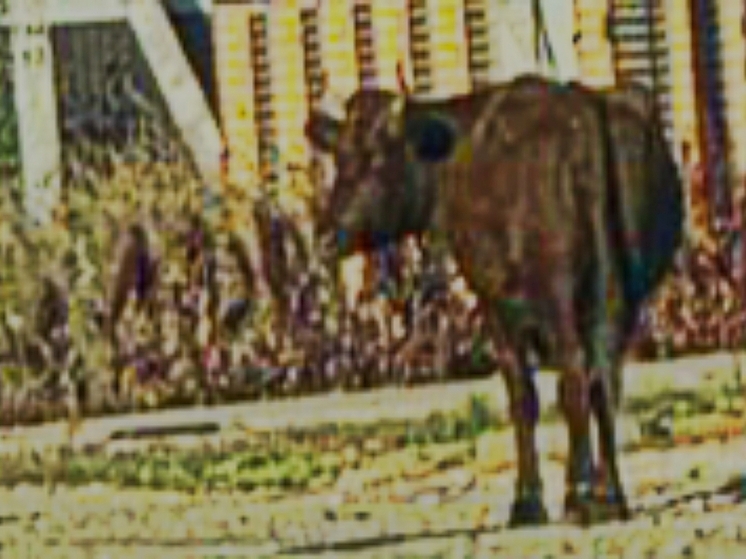 Жителям Южного в Оренбурге мешают коровы