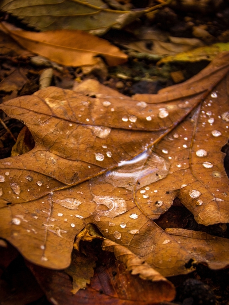 Без существенных осадков и до +13°С: погода в Томске на 1 ноября