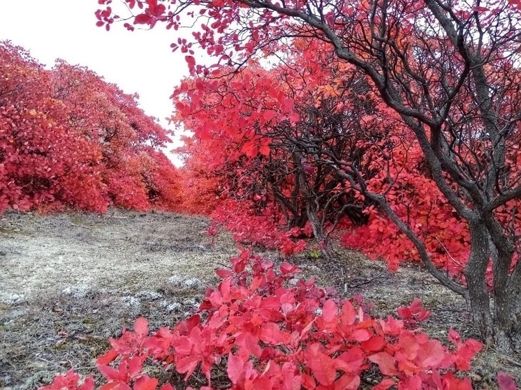 В первый ноябрьский день в Воронежской области воздух прогреется до 11 градусов