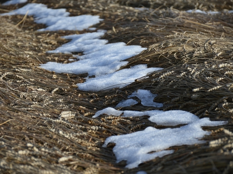 Режим ЧС ввели в Искитимском районе НСО из-за невозможности собирать урожай