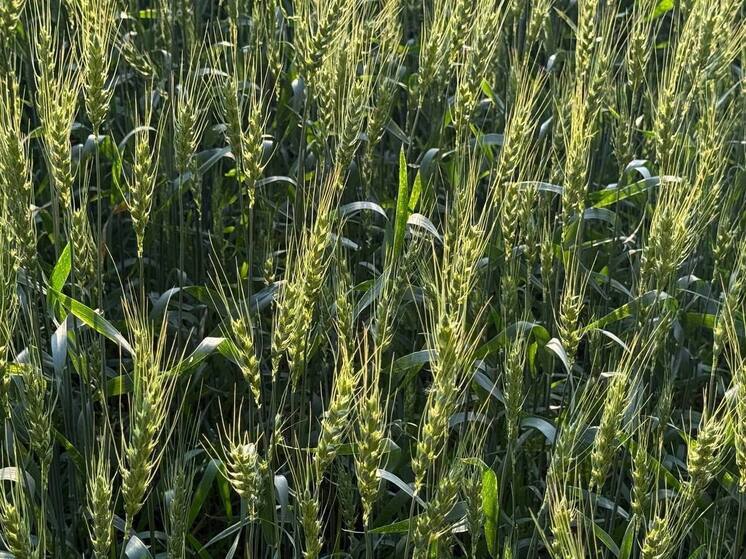 Тракторист погиб при ремонте техники в Омской области