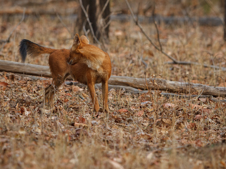 С начала года в Новосибирской области выявили 32 случая бешенства